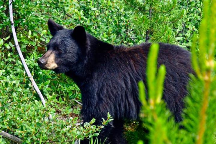8: The American Black Bear
Many of us were taught in school that bears hibernate to escape the cold harsh winters. Au contraire. In reality, bears sleep for long periods of time in order to adapt to the scarce supply of food during the winter months. American black bears can survive months during the hibernating season without provisions. In fact, they can go for as long as 100 days without eating and drinking, excreting waste or even changing their sleeping position. Don't worry about these bears starving during hibernation though; they are able to cut their metabolic rates in half. While slumbering in the summer, their heart rates at rest are between 60 and 90 beats per minute. Hibernation drastically drops it down to between 8 and 40 beats per minute.
Nature has taught them to be skilled preparers. Bears get ready for the cold winter by packing on the pounds during late summer and early fall. These omnivores stuff themselves with foods like carbohydrate-rich berries, nuts, acorns, insects and small mammals to gain weight, some even gaining as much as 30 pounds (14 kilograms) per week.
Once the bear's body has stored enough fat to survive the winter, the bear makes its way to its den for its long winter nap. As the cold months go by, the bear's body consumes 25 to 40 percent of its body weight. However, it doesn't lose any of its lean body mass, nor does it experience any muscle atrophy, bone or nerve cell degeneration. When the bear awakes in early spring, it's lost massive amounts of weight and is ready to hunt for food again.