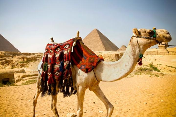 7. The Camel
Even back in the biblical days, men depended on camels as a means of travel through adverse environments like deserts. But these domesticated animals don't let missed meals stop them from making treks across sand dunes. Camels have the incredible ability to adapt to both scorching hot and frigid cold temperatures found in these environments (desert temperatures can rise above 100 degrees Fahrenheit or 37 degrees Celsius or drop below zero at night) Part of their adaptation, is their ability to forgo food and water for long periods of time.
Both types of camels -- the Bactrian camel (two humps) and the dromedary camel (one hump) -- store fat in the lining of their stomachs. This fat can be converted to water and energy for the camels when there are slim pickings in the food and water department. These creatures of the desert can survive a week or more without water and for several months without food because their bodies have learned to adapt to the harsh, extreme conditions of the desert. When they do find nourishment, they're not picky eaters. Desert thistles and thorny shrubs are the cuisines of choice.
Ninety percent of all camels are dromedaries. The only wild camels that are still around are a type of Bactrian camel which resides in the Gobi Desert of Mongolia and China. It's believed that there are fewer than 1,000 in existence. Camels can grow to stand more than 7 feet (2.1 meters) tall at their hump and weigh 1,500 pounds (690 kilograms). At that weight, missing meals don't seem to be much a problem for these "ships of the desert."