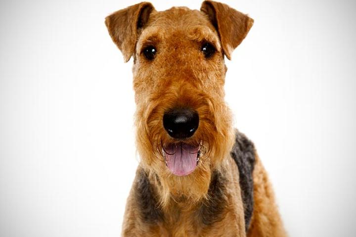 Airedale Terrier