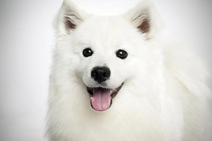 American Eskimo Dog (Standard)
