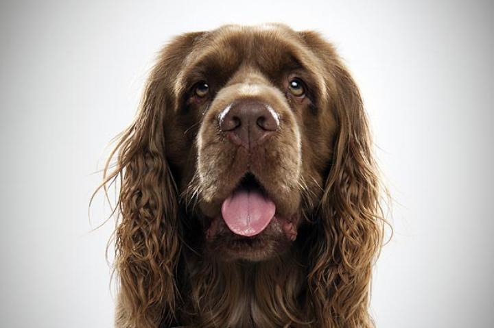 Dog Breed Pictures : Dog Breed Selector | Animal Planet