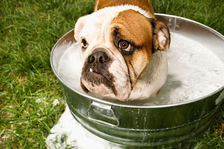 Oh so sadz! Summer is OVER. We're all feeling pretty bummed - including these poor puppies. Check out these guys who are all as melancholy as we are that the long dog days of summer have come to a close.