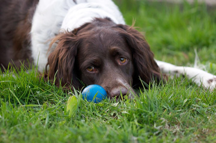 No more fetch and frolicking in fresh cut grass ...