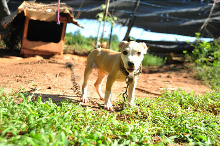 Over 360 dogs were rescued in multi-state raid, one of the largest takedowns of a dog fighting ring in U.S. history.