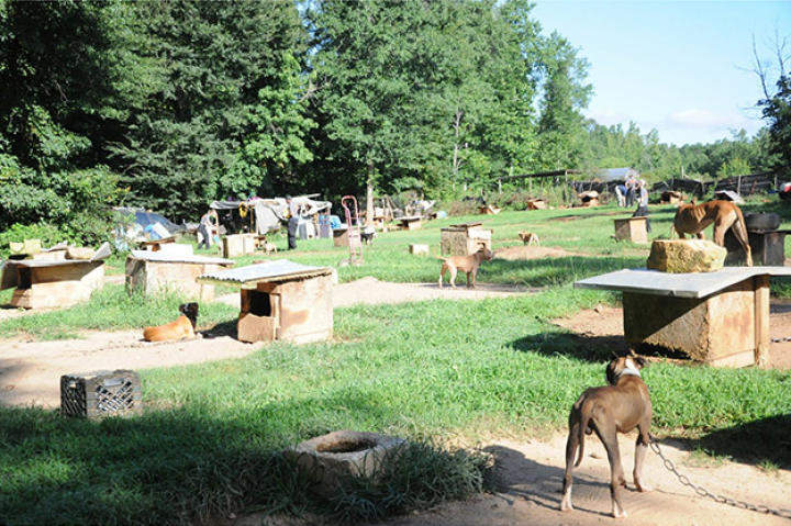 Over 360 dogs were rescued in multi-state raid, one of the largest takedowns of a dog fighting ring in U.S. history.