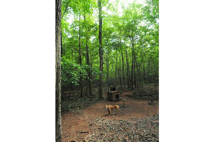 Over 360 dogs were rescued in multi-state raid, one of the largest takedowns of a dog fighting ring in U.S. history.