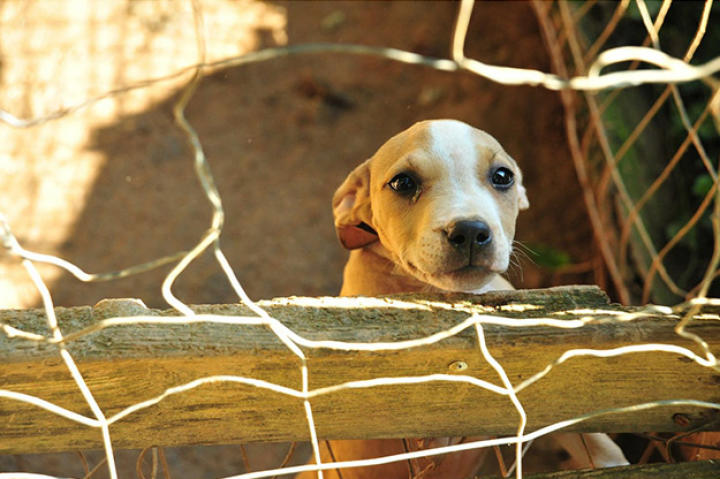 Over 360 dogs were rescued in multi-state raid, one of the largest takedowns of a dog fighting ring in U.S. history.