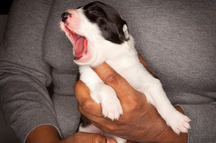 The border collie is a bundle of mental and physical energy awaiting its chance to be unleashed on the world. Among the most intelligent and obedient of breeds, it is nonetheless a disastrous house dog if it is not given a challenging job every day.