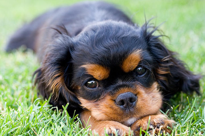 The cav is an elegant, royal, toy spaniel, slightly longer than tall, with moderate bone. It retains the build of a working spaniel, yet in a smaller version. Its gait is free and elegant, with good reach and drive. Its silky coat is of moderate length, with a slight wave permissible. Long feathering on the feet is a breed characteristic. A hallmark of the breed is its gentle, sweet, melting expression.
