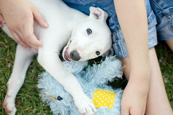 A greyhound in miniature, the whippet is among the sleekest of dogs, with a curvaceous, streamlined silhouette, long legs and a lean physique. It is the ultimate sprinter, unsurpassed by any other breed in its ability to accelerate to top speed and to twist and turn with unequaled agility.