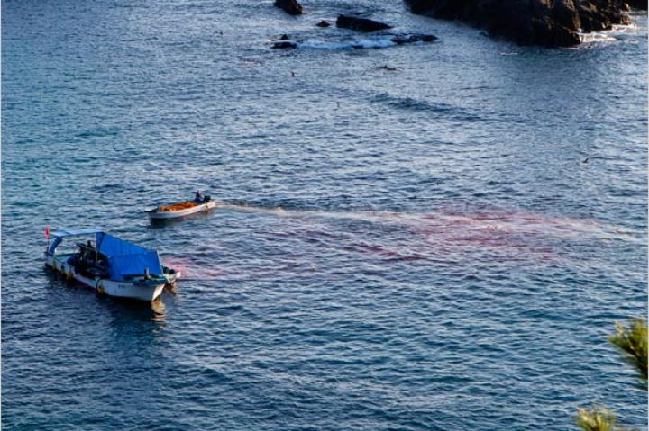 A view from above of blood in the water in Taiji, Japan. Taiji fishermen herd dolphins by banging on metal poles to confuse their echolocation and gather them to one area. They leave the dolphins overnight until the next morning when trainers come to buy their favorite dolphins and the rest are slaughtered. This photograph shows blood in the water after the slaughter has taken place.