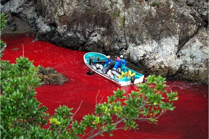 Fishermen in Taiji fill their boat with dolphins that were killed in the hunt. The blood from the dolphins soaks the water for hours, which is why the dolphin hunting normally takes place in the early morning. This photo was taken October 6, 2003.