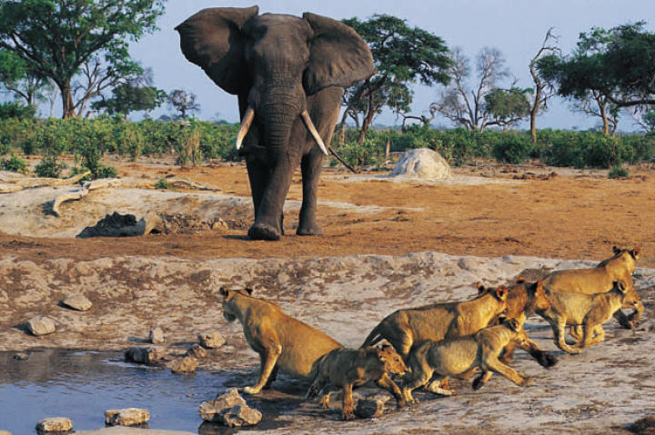 An African elephant (Loxodonta africana) approaches a lioness and her cubs.