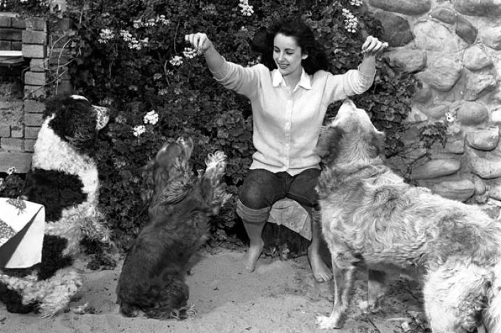 British-born actress Elizabeth Taylor surrounded by dogs, circa 1947.