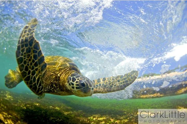 Clark Little, the surfer-turned-photographer behind The Most Beautiful Waves...Ever is back -- this time he captures the secret lives of Hawaiian green sea turtles, producing stunning, underwater photos that earned him an Windland Smith Rice International Award for nature photography.
This photograph will be exhibited at Smithsonian National Museum of Natural History in Washington, D.C. April 16 to September 25 -- read on for more of Little's favorite sea turtle shots, and descriptions in his own words.
And if you're in Hawaii, you can see the images in person at Little's new gallery in Haleiwa.
Click here to see Clark Little's Web site.