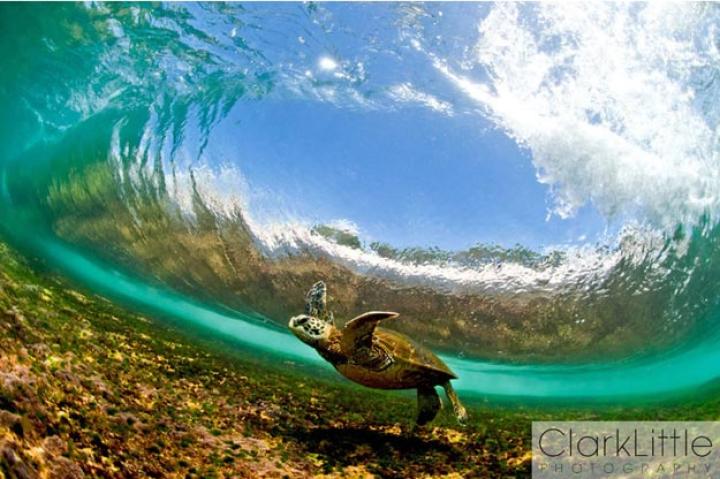 Turtle Dancing
"When the waves are a bit smaller, the turtles will come close to shore to feed on the sea weed," says Little. "This turtle is dwarfed by a large wave breaking over its back and is probably pushing his luck a bit too far."
Some turtles that are injured in the wild are lucky enough to end up at rehabilitation centers, where scientists help them recover before releasing them back. Actress Lauren Norman went inside a sea turtle hospital for a behind-the-scenes look at the recovery process.