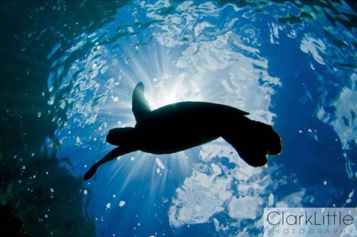 Heavenly Honu
Though all of the photos in this slideshow required a human touch, another image of a sea turtle swimming comes courtesy of the turtle itself.
A tourist dropped a waterproof video camera during a scuba dive, and the strap caught on a turtle's shell; unbelievably, six months later, a video record of the turtle's trip washed up on a Florida beach.
"In Hawaiian, these turtles are called 'Honu' and are considered to be a deified ancestor or family god," says Little."Green sea turtles get their name from the color of their body fat, which is green from the algae or limu they eat. Adult green sea turtles are herbivores, meaning that they eat only plants, and therefore do not pose a threat to any other marine animals."