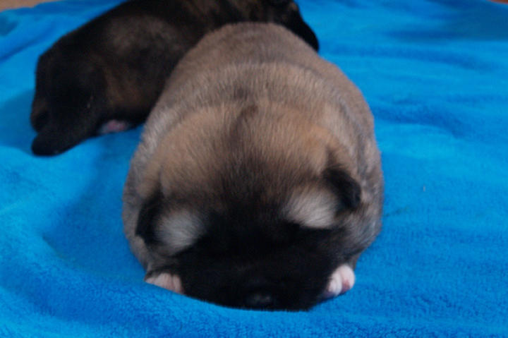 An Akita puppy takes a nap.