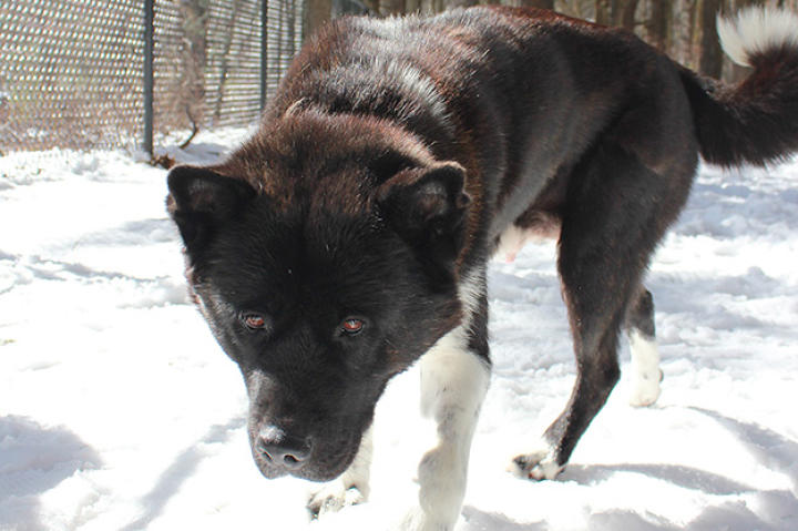 Akita on set!