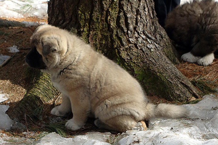 An Akita puppy hangs out in the snow.