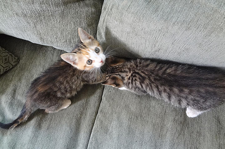 Two kitties go exploring.