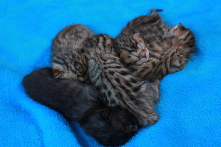 Is there anything cuter than a pile of napping kittens?