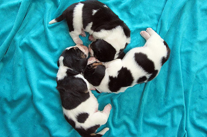 It's a pinwheel of napping puppies!