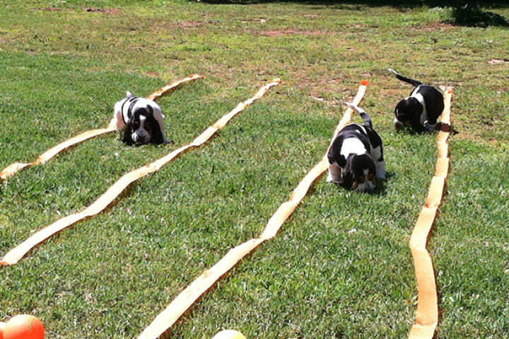 Puppy Olympics?
