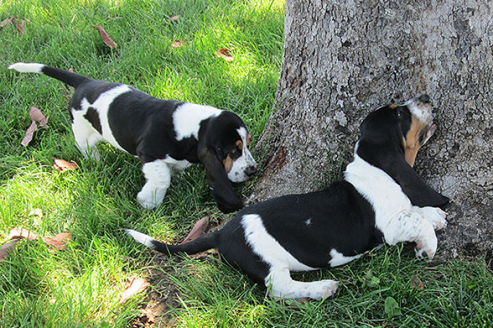 These Basset Hound puppies are sniffing something out.