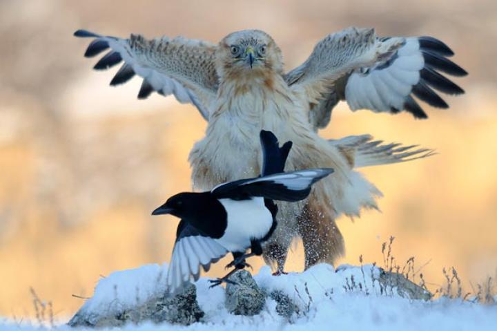 Go Away! Long-legged buzzard vs. magpie.
Radoslav Tsvetkov, Bulgaria