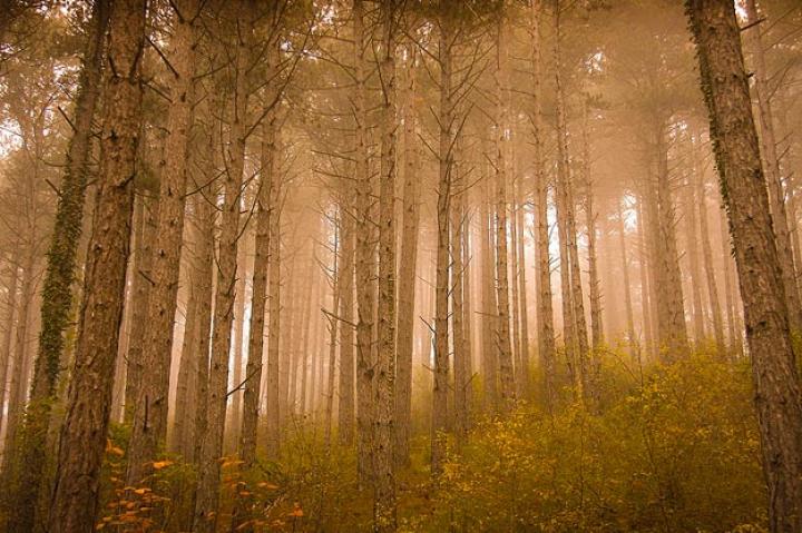 Mystical Forest. Photo taken on a foggy day at sunrise in a pine forest.
Constant Couteille, France