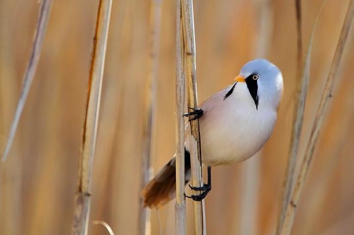 Bearded Tit. The Bearded Tit is one of the most beautiful birds in Europe. I took this image at Dragoman Marsh, one of the few Natura 2000 sites in Bulgaria where this species stays throughout the year.
Svetoslav Spasov, Bulgaria