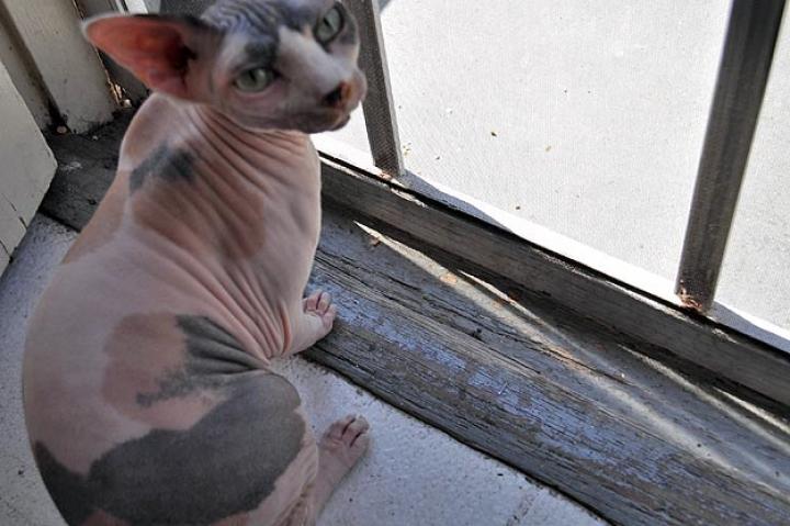 Avery looking out the screen door.