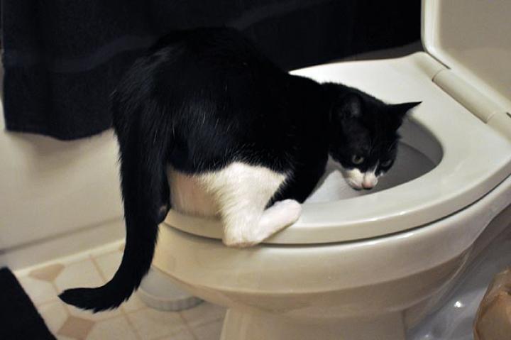 Fi Fi drinking out of the toilet.