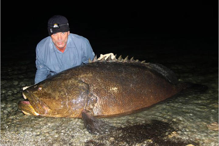The goliath grouper is unique in both its massive size (they can grow to 8.2 feet in length and weigh 800 pounds) and its tendency to occasionally swim up brackish estuaries and freshwater channels.