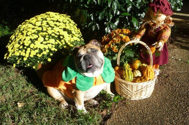 Abby is an English Bulldog who loves to play dress-up. (From Allison H.)
