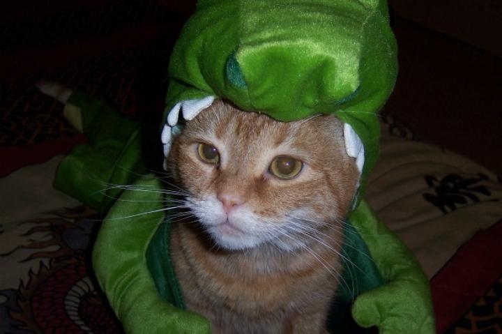 Sparky is a nine-year-old, orange tabby who is in charge of the house.