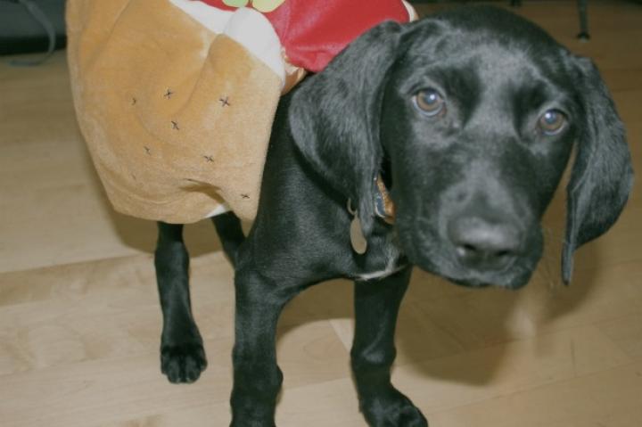 Riley is a German Shorthaired Pointer, who was 11 weeks old at the time of this photo. (From Robin W.)