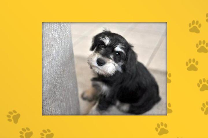 Name: Harlow