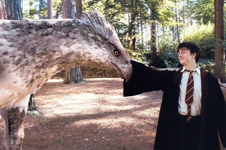 In seven novels and eight films, Harry Potter has seen some wild creatures. And we mean wild. From giant spiders to dragons, here are the top 10 cool creatures from Harry's world plus our run-down and assessment of their diets and intelligence, and most important of all: whether we want them as pets. Could you handle them?
1. The Hippogriff
A Hippogriff is a magical creature with the head, wings and front legs of an eagle and the body and hind legs of a horse. It is supposedly the offspring of a griffin (a mythical creature with the head and wings of an eagle and the body of a lion) and a mare. Hippogriffs are calm and powerful, but are sensitive and demand respect. One must follow proper etiquette when approaching a hippogriff: one must maintain eye contact the whole time without a single blink, they must then bow and wait to approach until the hippogriff bows back.The Hippogriff that plays a particularly big role in Harry Potter is Buckbeak, who we first encounter in one of Hagrid's Care of Magical Creatures classes. Buckbeak has proven to be an extremely loyal animal and has saved Harry's life on several occasions.
Intelligence: pretty smart
Diet: birds, insects and small mammals
Do we want it as a pet? Absolutely! As long as we treat it with admiration it'd be a convenient way to beat traffic when grocery shopping.