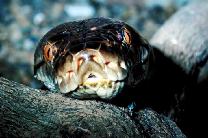 2. Nagini
Nagini was a very big female snake and Voldemort's magical familiar. She was a twelve-feet long green viper and incredibly venomous. When Voldemort did not have a true physical form he used her venom to regain strength. Nagini was also used as a Horcrux, and the last one to be destroyed. Neville Longbottom killed Nagini and therefore Voldemort's death was final. Snakes speak parseltongue, a language both Voldemort and Harry master.
Intelligence: Very intelligent, understood human behavior and was very deceptive
Diet: Juicy young wizards/Voldemort'
Do we want it as a pet? Hell no! This thing is evil and part Voldemort.