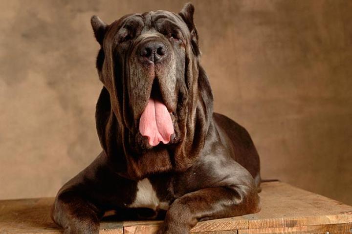 3. Fang the Boarhound
But Fang is not so brave. Besides being massive in size, he is just an ordinary dog. He may look intimidating but is a happy-go-lucky, loving dog and an extreme coward. Fang is played by a Neapolitan mastiff, but doesn't quite live up to the bravery of the breed. The Neapolitan Mastiff is an ancient dog breed, tracing to the giant war dogs of the Middle East and Asia. They were used to control livestock, guard homes, or even fight men, lions, and elephants in battle. Its massive muscular body can knock down almost any intruder. Its huge head with short, powerful jaws and large teeth can crush or hold an opponent. But Fang would never do that.
Intelligence: Quite dumb
Diet: Unknown, but supplements diet with ear wax
Do we want it as a pet? If you're looking for a guard dog, no. If you need a babysitter for your child, yes.