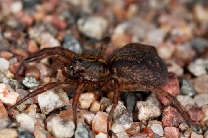 4. Acromantula (Aragog)
Acromantulas are spiders about the size of elephants, designed to guard houses or treasure hoards. They are a wizard-bred species, before the Ban on Experimental Breeding was enacted. They are originally from Borneo, but Aragog was brought in by a traveler as an egg. Hagrid kept it in a cupboard when he was a student at Hogwarts, but later released it to the Forbidden Forest. Hagrid brought him a wife, Mosag, and the two started a big Acromantula colony. Acromantulas have eight eyes, a leg span of up to fifteen feet, thick black hair, are capable of human language and as if all that isn't creepy enough, they are also extremely poisonous, and make clicking sounds when agitated or excited.
Intelligence: near-human
Diet: Their own dead kin, mammals and people
Do we want it as a pet? See Diet. Absolutely not.