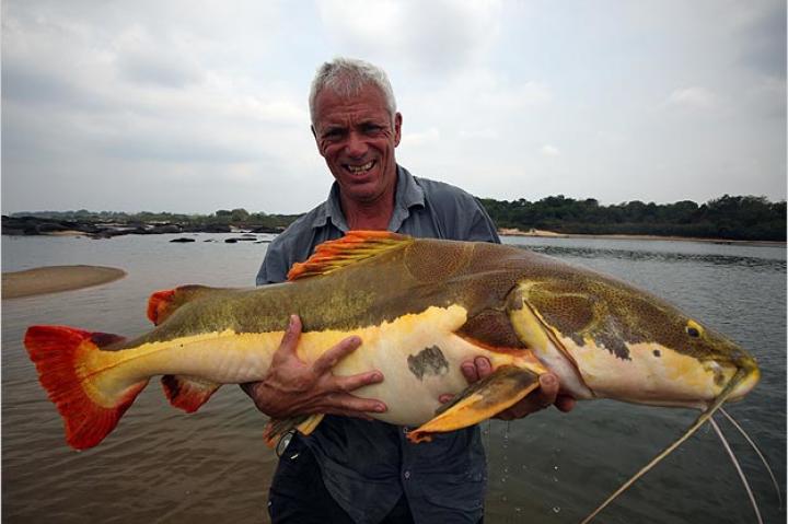 Jeremy Wade holding a red-tailed catfish on the Araguaia River, one of the major rivers of Brazil. The natives here do not eat the meat of the red-tailed catfish because it's black in coloration.