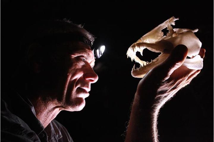 At camp on Arapahu Island in Suriname, Jeremy Wade lights up the skull of a wolf fish with his headlamp. Some wolf fish are shy, while others are so aggressive that they will jump onto shore or into a canoe to attack their prey.