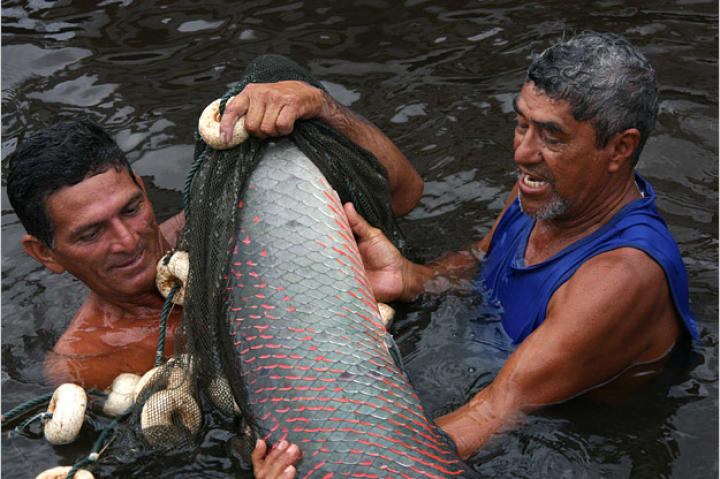 Although protected, the arapaima continues to be heavily overfished in the Amazon. The fish are penned in, then driven into nets and harpooned.