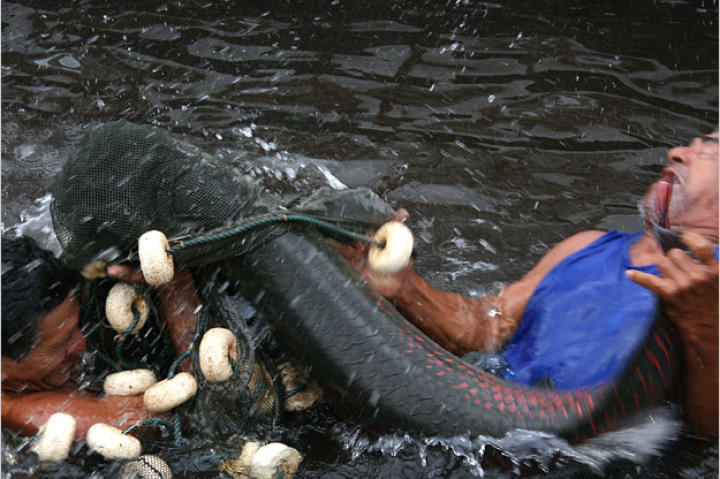 The arapaima is easily frightened. If it makes a big splash, you've already spooked it. Only when you see the fish quietly bulging at the surface do you have a shot at catching one.