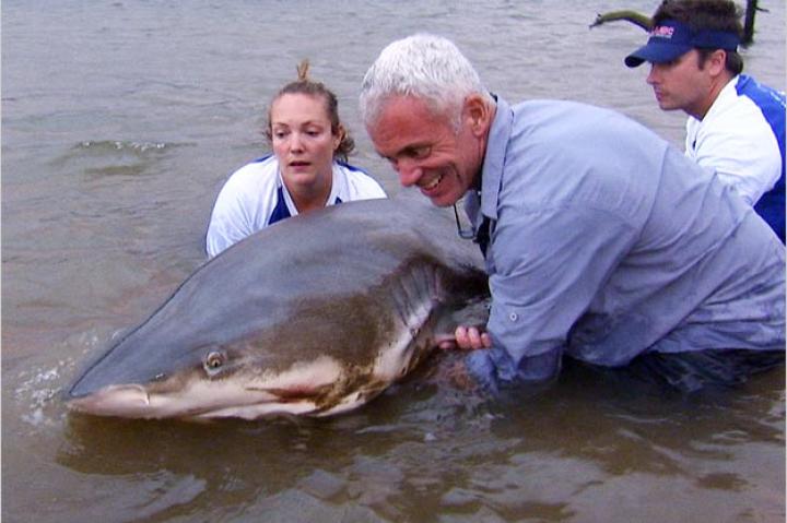 Jeremy Wade holds a massive bull shark that he caught in southern Africa's Zambezi River.