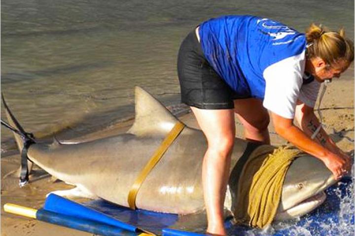 The monstrous bull shark is tied to a makeshift stretcher and its gills covered in a wet towel.