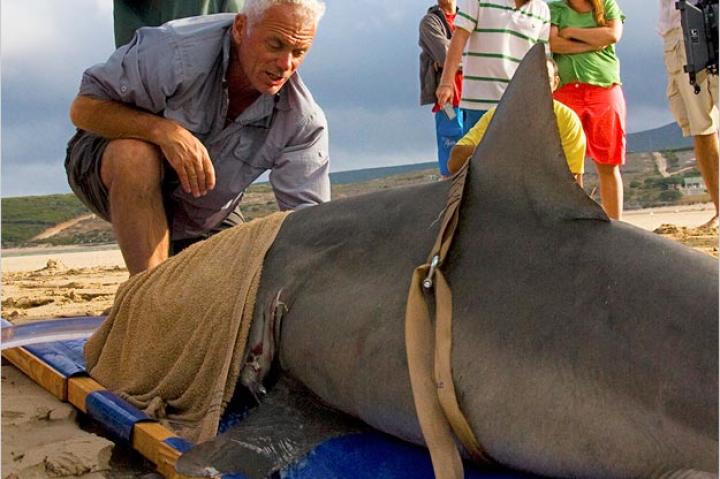 Jeremy Wade wasn't satisfied with the size of the bull shark he caught in Queensland, Australia, in Season 1 of River Monsters, so he decided to go for something a little bigger in Season 2.